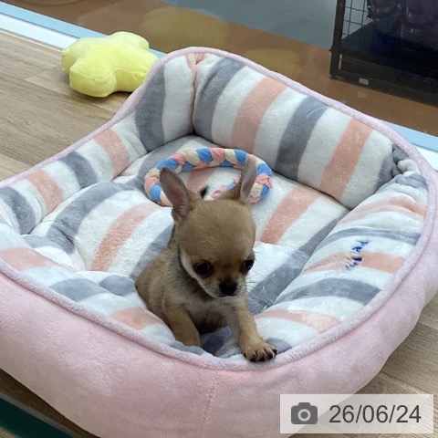 チワワの写真