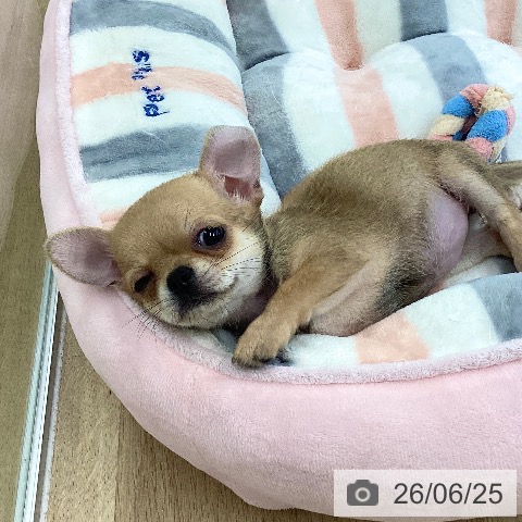 愛媛県のチワワ(ロング) (ペットプラス 新居浜店/2026年4月17日生まれ/女の子/フォーン)の子犬の4枚目の画像