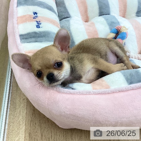 愛媛県のチワワ(ロング) (ペットプラス 新居浜店/2026年4月17日生まれ/女の子/フォーン)の子犬の3枚目の画像