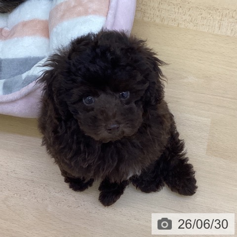 香川県のトイプードル(トイ) (ペットプラス 綾川店/2026年4月14日生まれ/男の子/ブラウン)の子犬の4枚目の画像