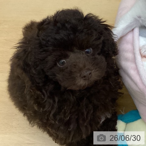 香川県のトイプードル(トイ) (ペットプラス 綾川店/2026年4月14日生まれ/男の子/ブラウン)の子犬の3枚目の画像