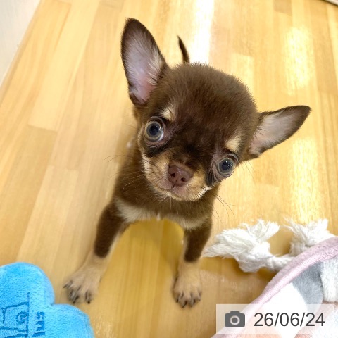 チワワの写真