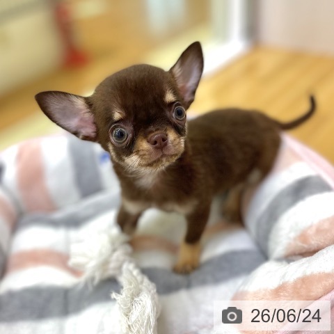 チワワの写真