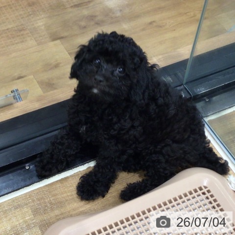 埼玉県のトイプードル(トイ) (ペッツワン 新座店/2026年4月19日生まれ/女の子/ブラック)の子犬の3枚目の画像