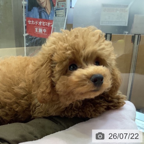 神奈川県のトイプードル(トイ) (ペットプラス 新百合丘店/2026年4月22日生まれ/男の子/オレンジフォーン)の子犬の3枚目の画像
