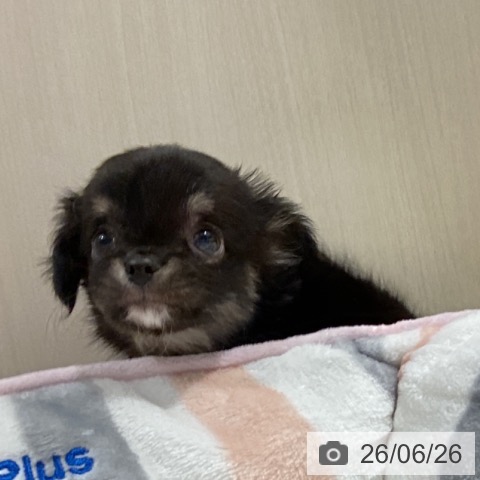 徳島県のチワワ(ロング) (ペットプラス 徳島店/2026年4月24日生まれ/男の子/ブラッククリーム)の子犬の4枚目の画像
