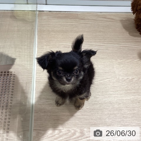 徳島県のチワワ(ロング) (ペットプラス 徳島店/2026年4月24日生まれ/男の子/ブラッククリーム)の子犬の3枚目の画像