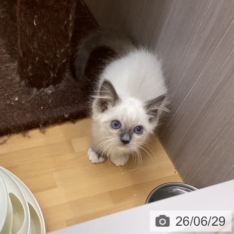 徳島県のラグドール (ペットプラス 徳島店/2026年4月20日生まれ/男の子/ブルーポイントミテッド)の子猫の4枚目の画像