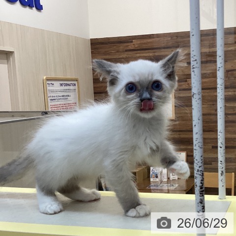 徳島県のラグドール (ペットプラス 徳島店/2026年4月20日生まれ/男の子/ブルーポイントミテッド)の子猫の3枚目の画像