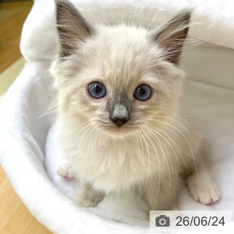 ラグドールの写真