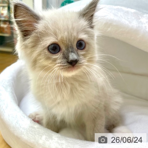ラグドールの写真