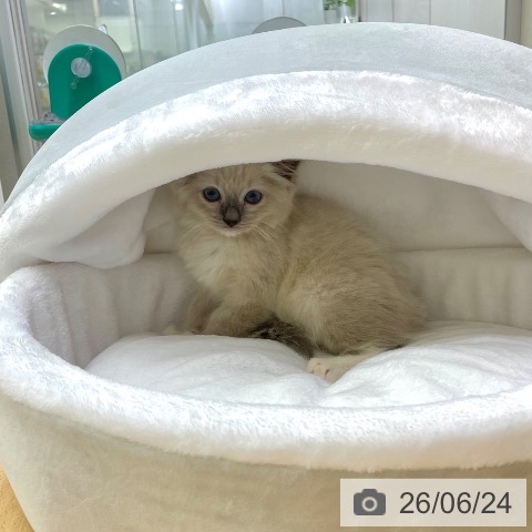 ラグドールの写真