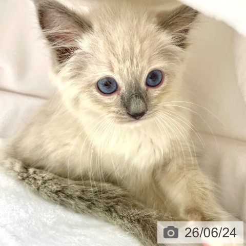 ラグドールの写真