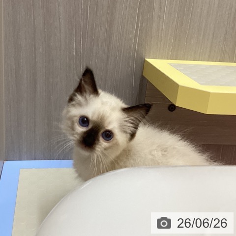 徳島県のラグドール (ペットプラス 徳島店/2026年4月20日生まれ/女の子/シールポイントミテッド)の子猫の3枚目の画像