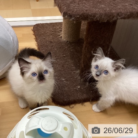 徳島県のラグドール (ペットプラス 徳島店/2026年4月20日生まれ/女の子/シールポイントミテッド)の子猫の3枚目の画像