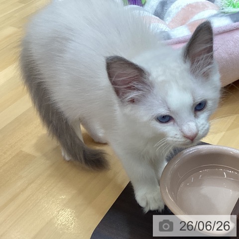 香川県のラグドール (ペットプラス 綾川店/2026年4月23日生まれ/男の子/ブルーポイントバイカラー)の子猫の4枚目の画像