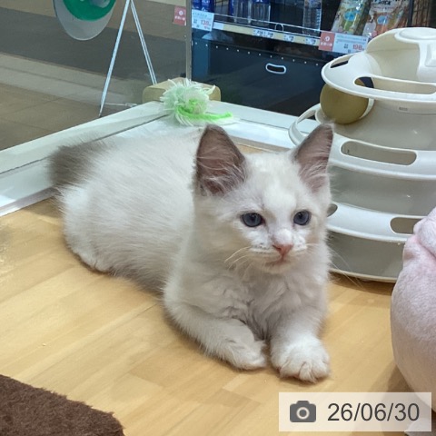 香川県のラグドール (ペットプラス 綾川店/2026年4月23日生まれ/男の子/ブルーポイントバイカラー)の子猫の4枚目の画像