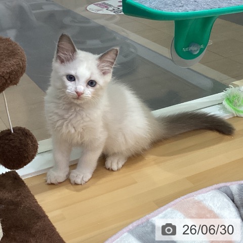 香川県のラグドール (ペットプラス 綾川店/2026年4月23日生まれ/男の子/ブルーポイントバイカラー)の子猫の3枚目の画像