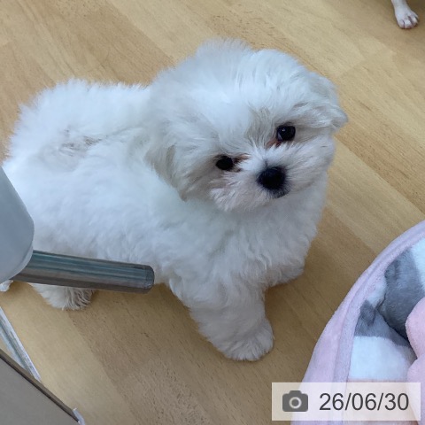 香川県のマルチーズ (ペットプラス 綾川店/2026年4月25日生まれ/男の子/ホワイト)の子犬の4枚目の画像