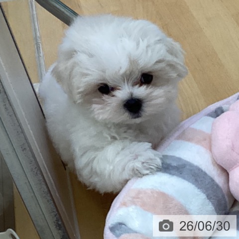香川県のマルチーズ (ペットプラス 綾川店/2026年4月25日生まれ/男の子/ホワイト)の子犬の3枚目の画像