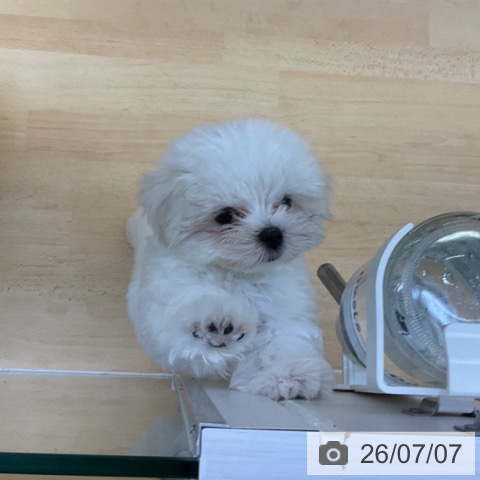 香川県のマルチーズ (ペットプラス 綾川店/2026年4月25日生まれ/男の子/ホワイト)の子犬の4枚目の画像