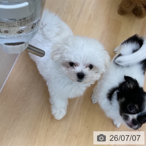 香川県のマルチーズ (ペットプラス 綾川店/2026年4月25日生まれ/男の子/ホワイト)の子犬の3枚目の画像
