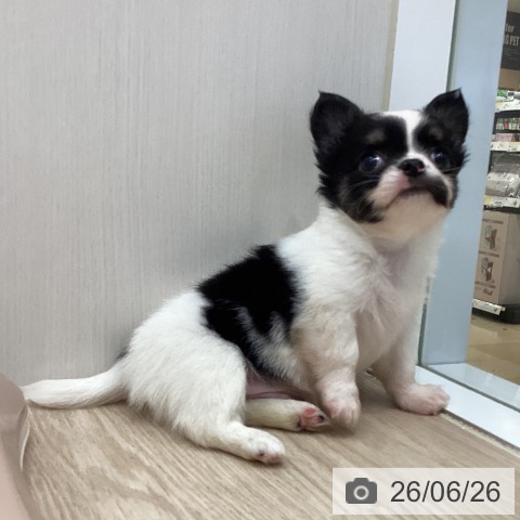 岡山県のチワワ(ロング) (ペッツワン 岡山南店/2026年4月20日生まれ/男の子/ホワイトブラッククリーム)の子犬の3枚目の画像