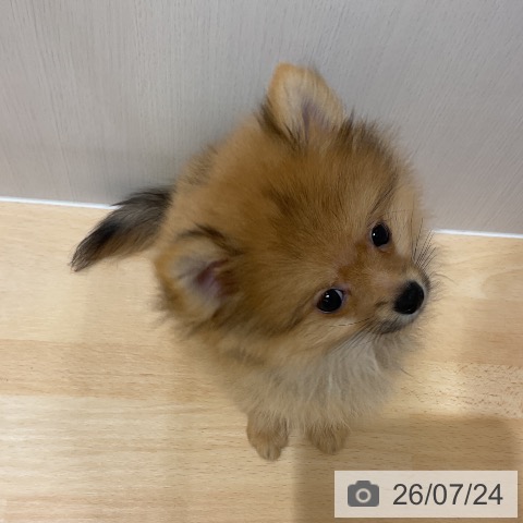 千葉県のポメラニアン (ペットプラス 成田店/2026年4月29日生まれ/男の子/オレンジ)の子犬の4枚目の画像