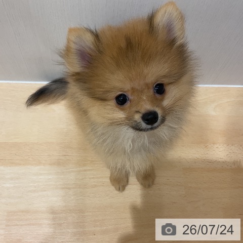 千葉県のポメラニアン (ペットプラス 成田店/2026年4月29日生まれ/男の子/オレンジ)の子犬の3枚目の画像