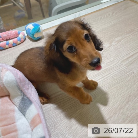 茨城県のカニンヘンダックスフンド(ロング) (ペッツワン 古河店/2026年4月27日生まれ/男の子/レッド)の子犬の3枚目の画像