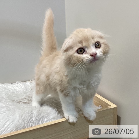鳥取県のスコティッシュフォールド (ペッツワン 日吉津店/2026年4月29日生まれ/男の子/クリームカメオタビーホワイト)の子猫の3枚目の画像