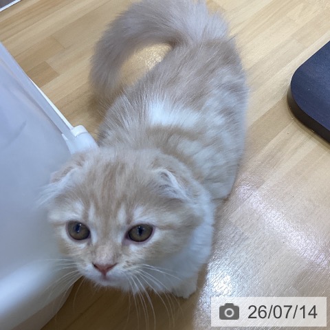 徳島県のスコティッシュフォールド (ペットプラス 徳島店/2026年4月29日生まれ/女の子/クリームカメオタビーホワイト)の子猫の3枚目の画像