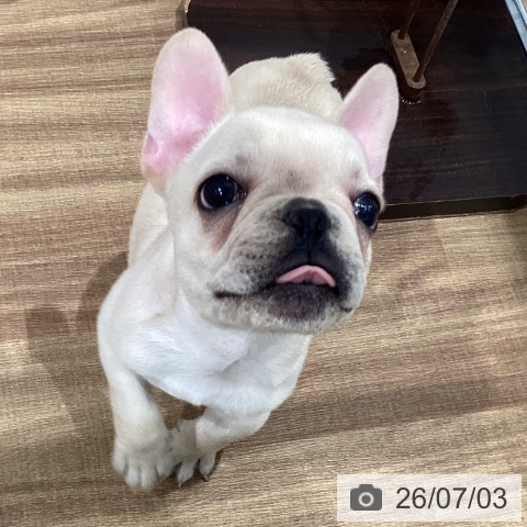 岡山県のフレンチブルドッグ (ペッツワン 岡山南店/2026年4月29日生まれ/男の子/クリーム)の子犬の4枚目の画像