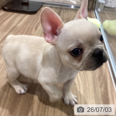 岡山県のフレンチブルドッグ (ペッツワン 岡山南店/2026年4月29日生まれ/男の子/クリーム)の子犬の3枚目の画像