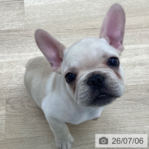 愛媛県のフレンチブルドッグ (ペットプラス 新居浜店/2026年4月29日生まれ/男の子/クリーム)の子犬の4枚目の画像