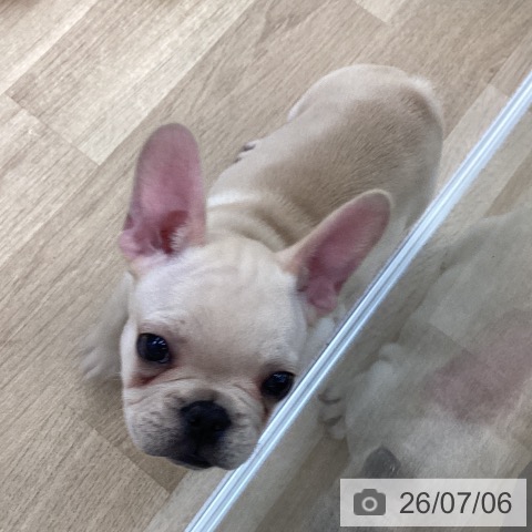 愛媛県のフレンチブルドッグ (ペットプラス 新居浜店/2026年4月29日生まれ/男の子/クリーム)の子犬の3枚目の画像