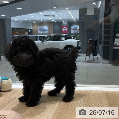 長野県のトイプードル(トイ) (ペットプラス 須坂店/2026年4月28日生まれ/男の子/ブラック)の子犬の4枚目の画像