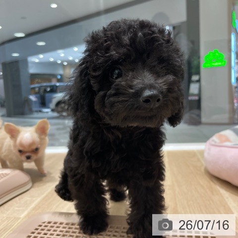 長野県のトイプードル(トイ) (ペットプラス 須坂店/2026年4月28日生まれ/男の子/ブラック)の子犬の3枚目の画像