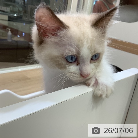 東京都のラグドール (ペットプラス 日の出店/2026年5月1日生まれ/男の子/ブルーポイントバイカラー)の子猫の4枚目の画像