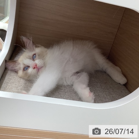 東京都のラグドール (ペットプラス 日の出店/2026年5月1日生まれ/男の子/ブルーポイントバイカラー)の子猫の3枚目の画像
