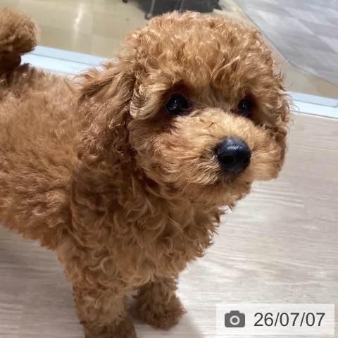 徳島県のトイプードル(トイ) (ペットプラス 徳島店/2026年4月28日生まれ/男の子/レッドフォーン)の子犬の3枚目の画像
