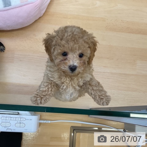 香川県のトイプードル(トイ) (ペットプラス 綾川店/2026年4月30日生まれ/男の子/オレンジフォーン)の子犬の3枚目の画像
