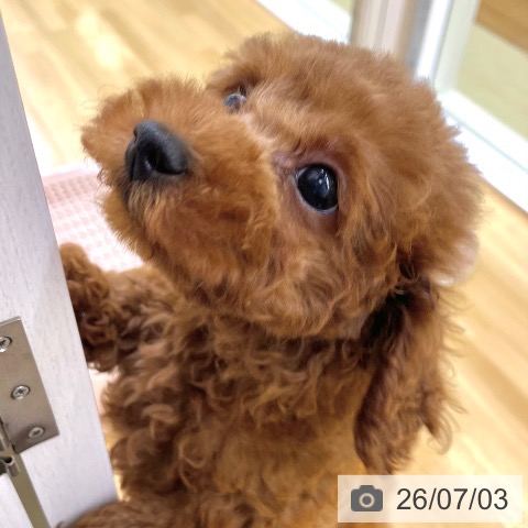 香川県のトイプードル(トイ) (ペットプラス 高松店/2026年5月1日生まれ/男の子/レッド)の子犬の4枚目の画像