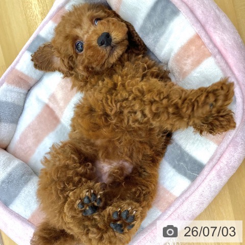 香川県のトイプードル(トイ) (ペットプラス 高松店/2026年5月1日生まれ/男の子/レッド)の子犬の3枚目の画像