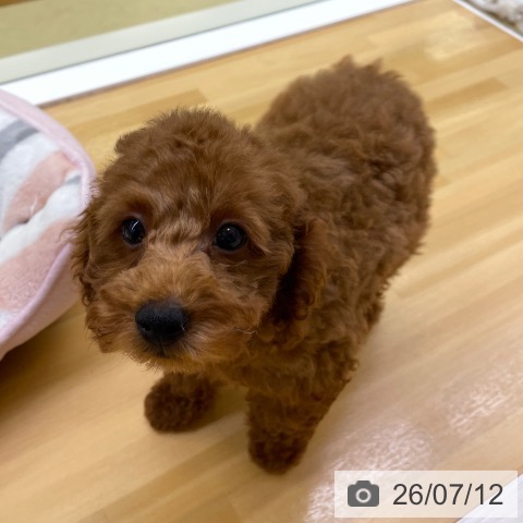 香川県のトイプードル(トイ) (ペットプラス 高松店/2026年5月1日生まれ/男の子/レッド)の子犬の4枚目の画像
