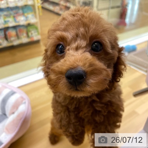 香川県のトイプードル(トイ) (ペットプラス 高松店/2026年5月1日生まれ/男の子/レッド)の子犬の3枚目の画像