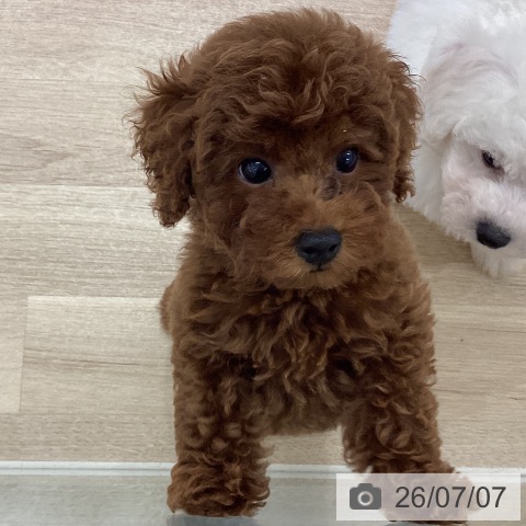 宮城県のトイプードル(トイ) (ペットプラス 仙台上杉店/2026年5月1日生まれ/女の子/レッド)の子犬の3枚目の画像