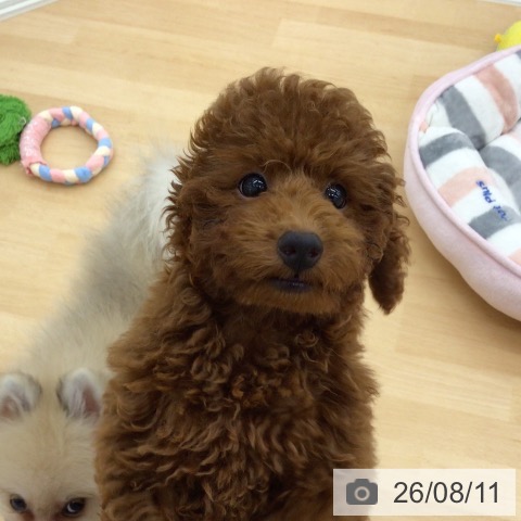 青森県のトイプードル(トイ) (ペットプラス 青森浜田店/2026年5月1日生まれ/女の子/レッド)の子犬の4枚目の画像