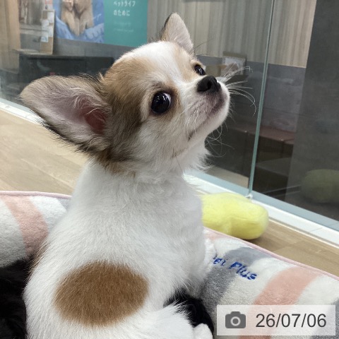 愛媛県のチワワ(ロング) (ペットプラス 新居浜店/2026年4月27日生まれ/男の子/ホワイトフォーン)の子犬の4枚目の画像