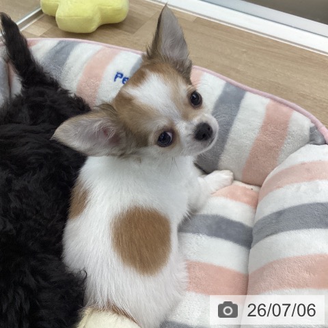 愛媛県のチワワ(ロング) (ペットプラス 新居浜店/2026年4月27日生まれ/男の子/ホワイトフォーン)の子犬の3枚目の画像